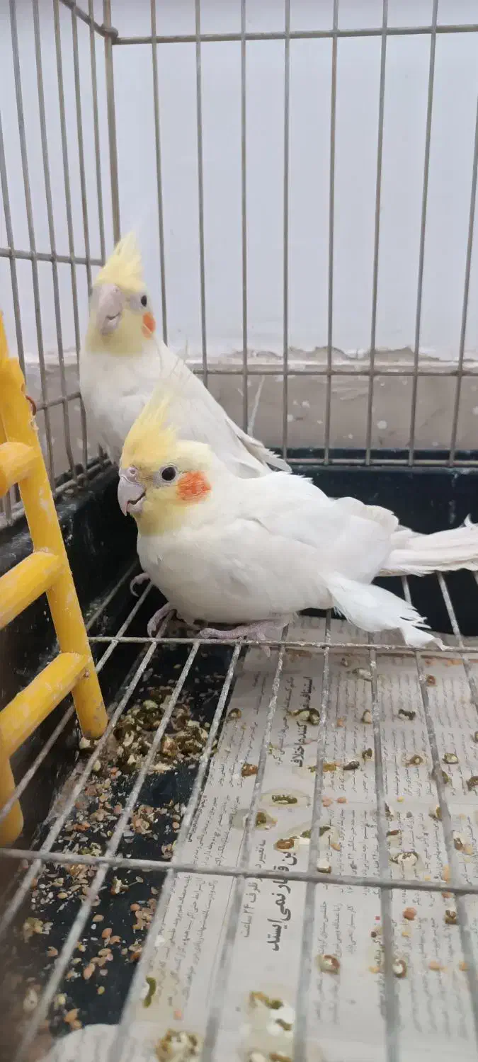 دو عدد عروس هلندی|پرنده|فیروزآباد (فارس), |دیوار