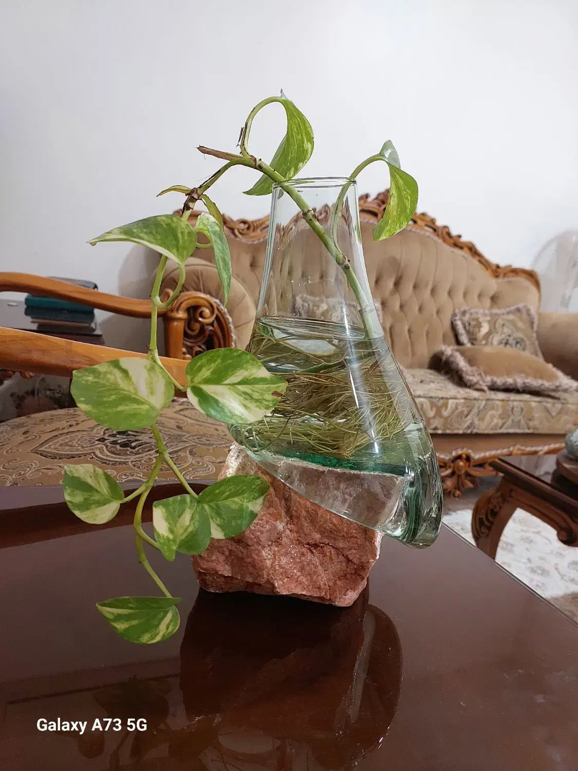 پیچک تزئینی|گل و گیاه طبیعی|اهواز, کیان اباد|دیوار