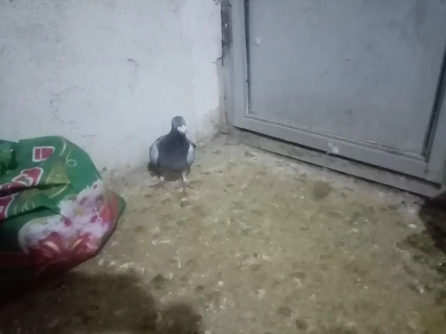 کفترسار و سبز|پرنده|مشهد, سجادیه|دیوار