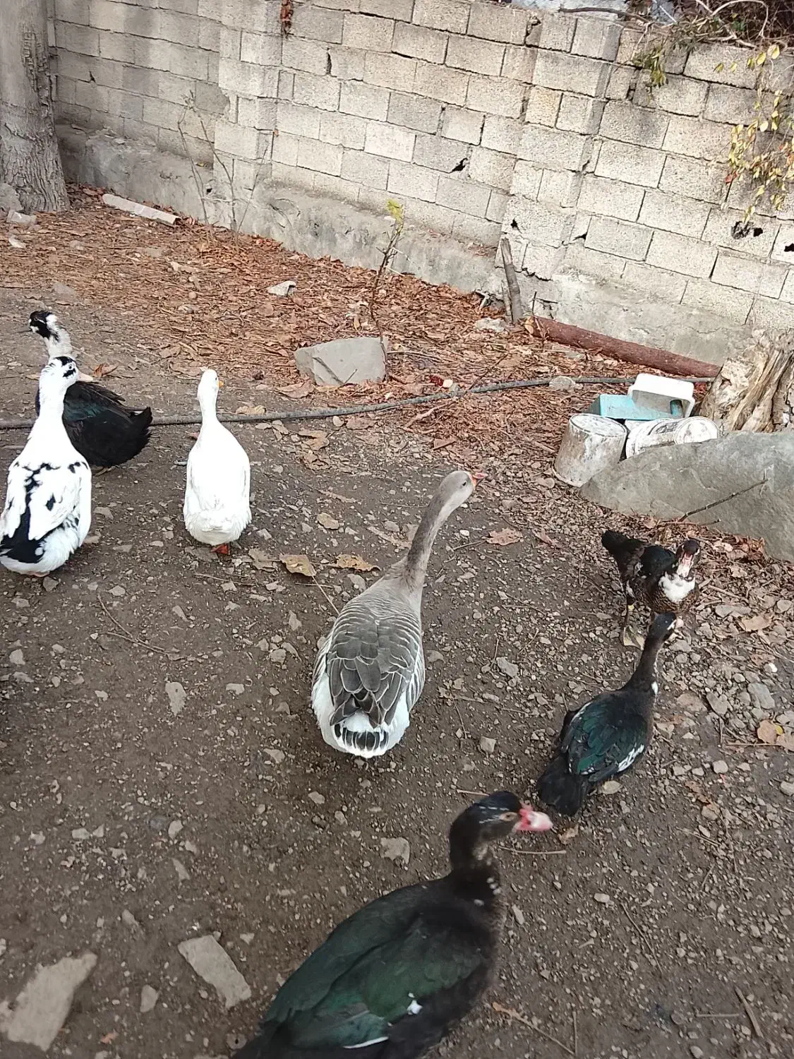 اردک|حیوانات مزرعه|مرزن‌آباد, |دیوار