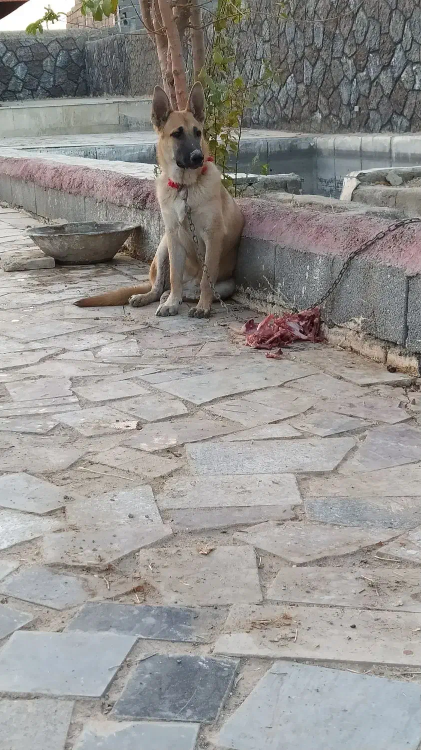 سگ ژرمن|سگ|اصفهان, براآن شمالی|دیوار