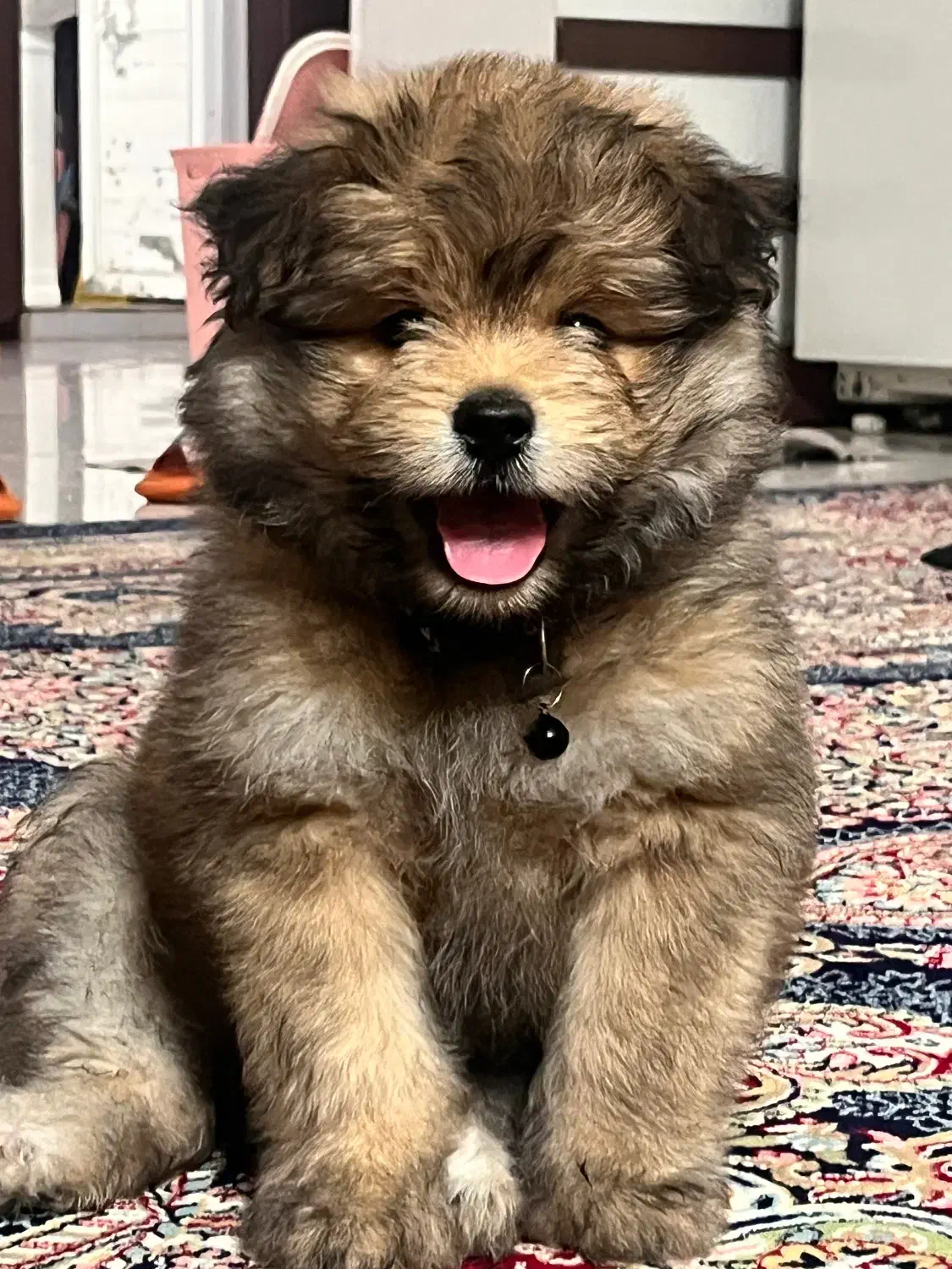 واگذاری سگ|سگ|مشهد, گوهرشاد|دیوار