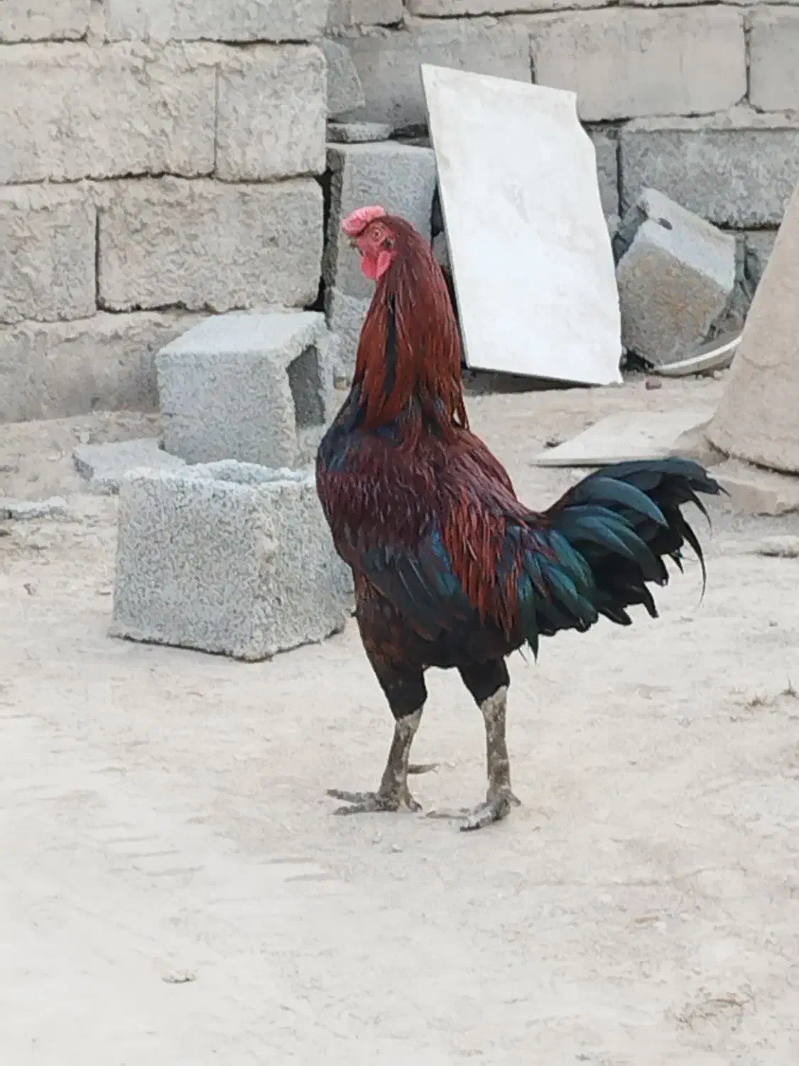 معاوضه مرغ و خروس آواز خوان|پرنده|جیرفت, |دیوار