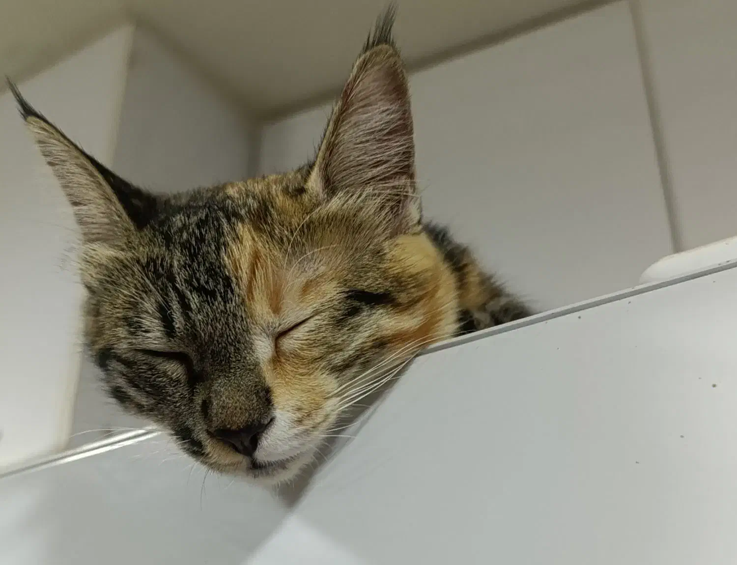 گربه ماده ۸ماهه .اسم میشا|گربه|چناران, |دیوار