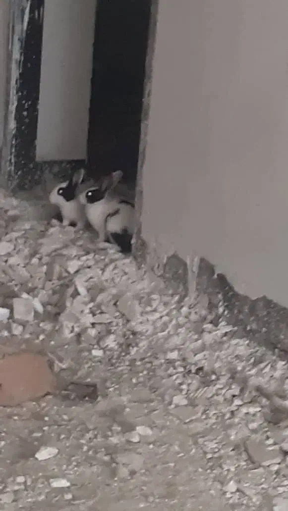 خرگوش|موش و خرگوش|بهبهان, |دیوار