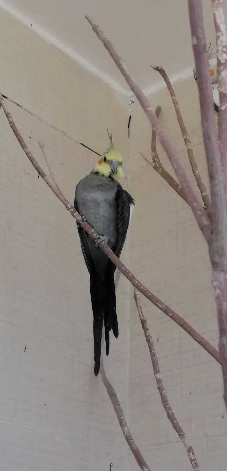 عروس هلندی نروماده تخم گذار|پرنده|آباده, |دیوار