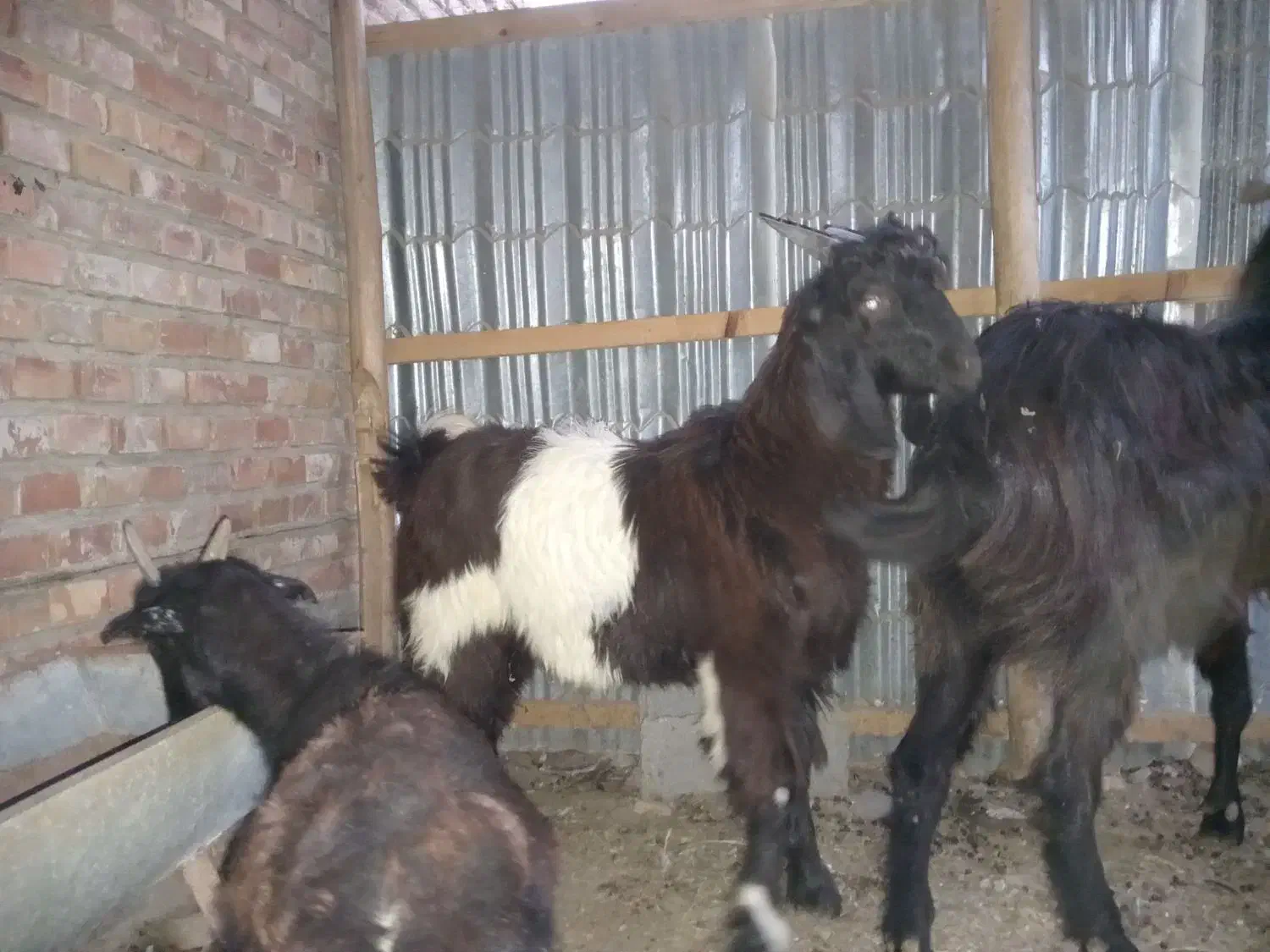 بزغاله، قصابی رایگان|حیوانات مزرعه|گمیشان, |دیوار