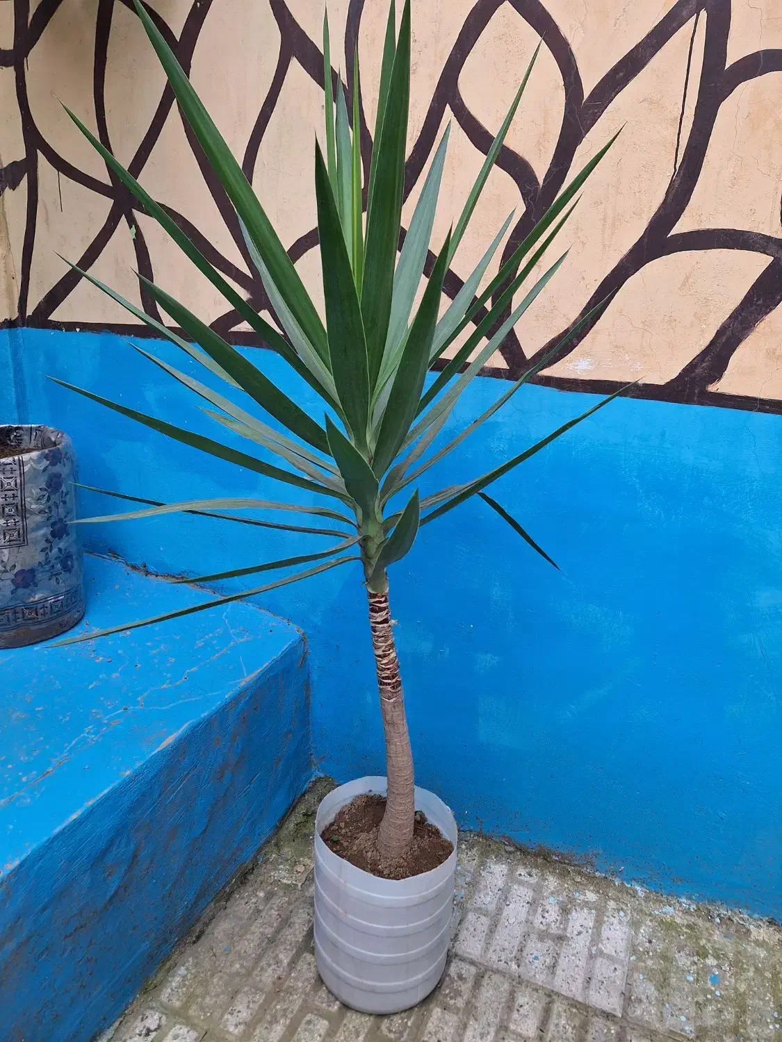 گل ( درخت ) یوکا|گل و گیاه طبیعی|رشت, سلیمانداراب|دیوار