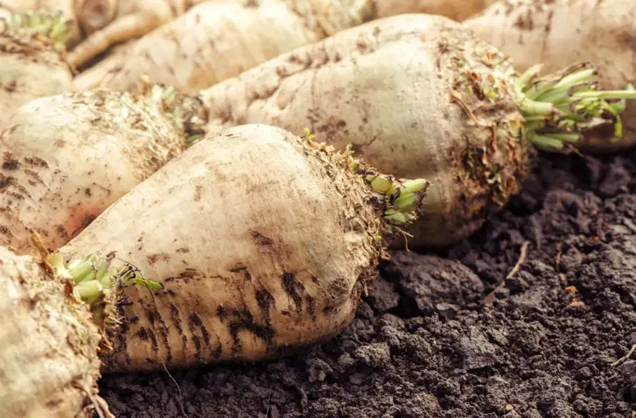 چغندر|خوردنی و آشامیدنی|سلماس, |دیوار