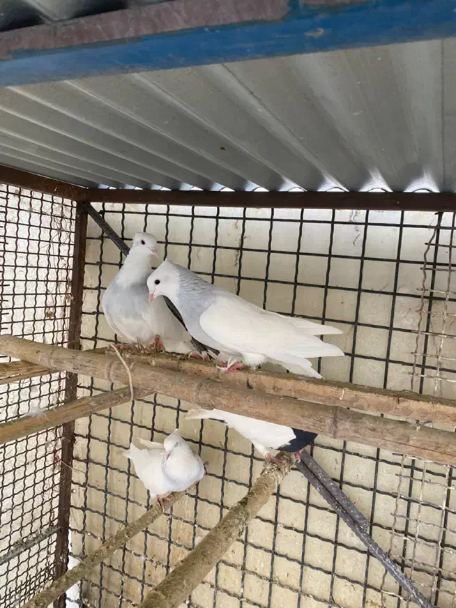 کبوتر طوقی آبی|پرنده|رودهن, |دیوار