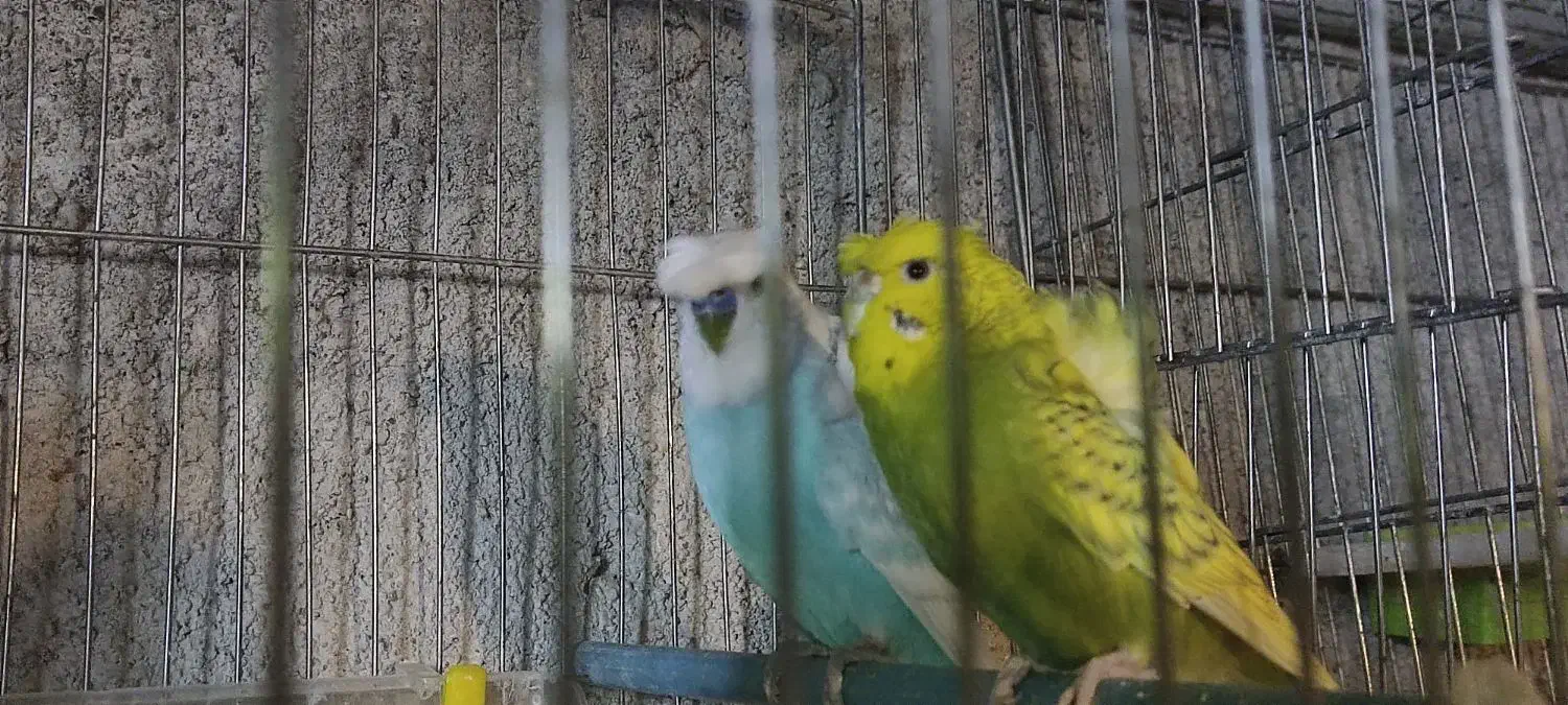 مرغ عشق پروانه ای|پرنده|سراب, |دیوار