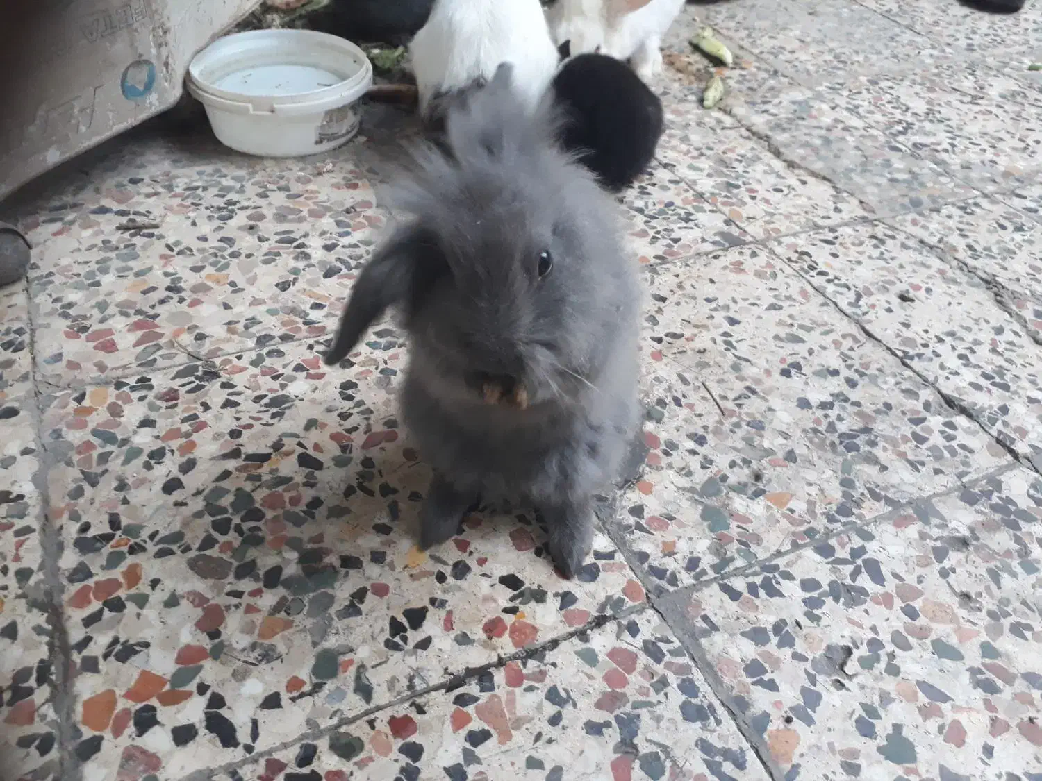 حیوانات خانگی|موش و خرگوش|شوش, |دیوار