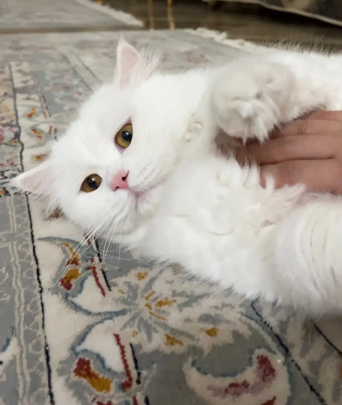 گربه اسکاتیش جهت جفت گیری یا واگذاری|گربه|بندرعباس, |دیوار