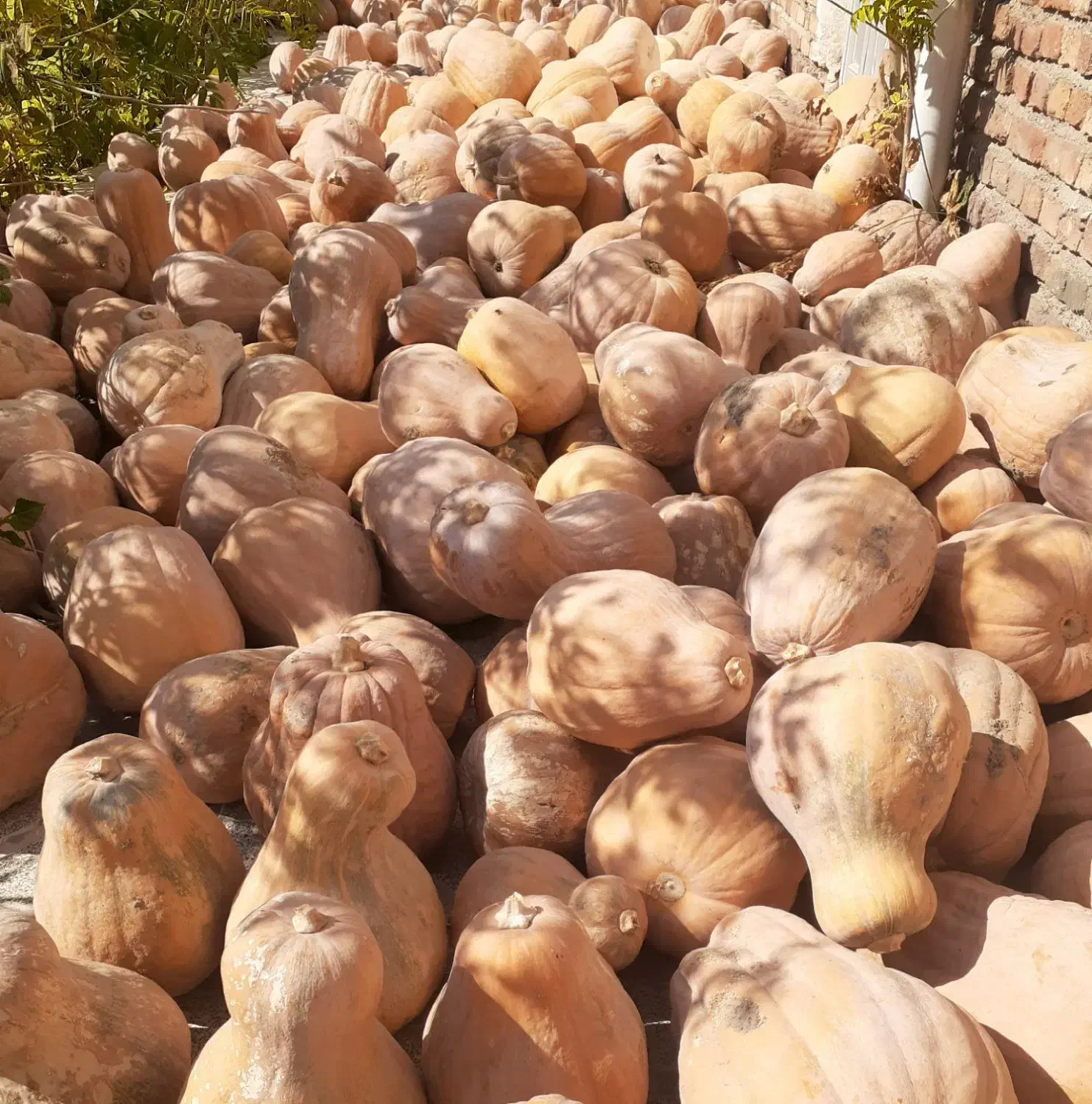 کدو حلوایی|خوردنی و آشامیدنی|مشگین شهر, |دیوار