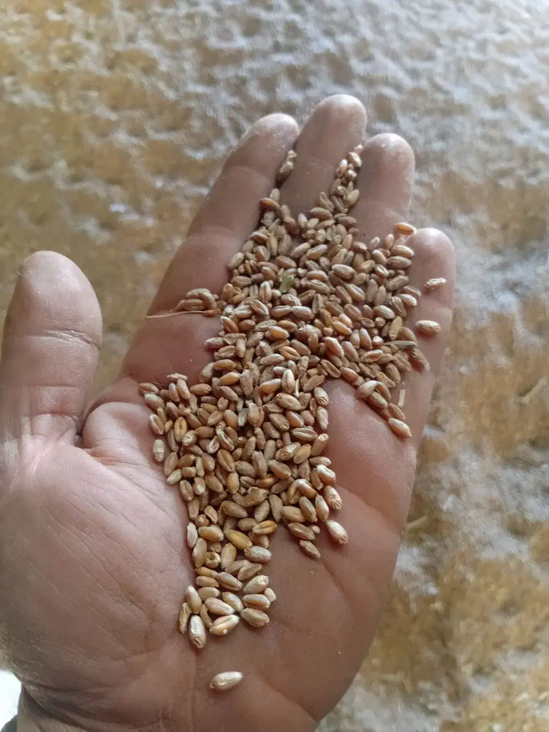 گندم کیلویی۲۷هزار|خدمات باغبانی و درختکاری|ماهیدشت, |دیوار