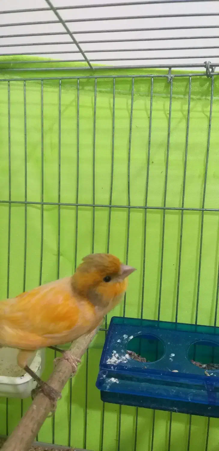 جوجه قناری ماده ابلغ پرتقالی (اسلامشهر)|پرنده|اسلامشهر, شهرک مفیدی|دیوار