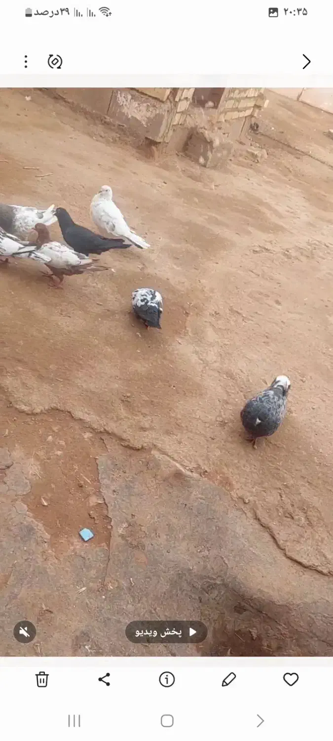 ۷عدد کبوتر|پرنده|شیروان (خراسان), |دیوار