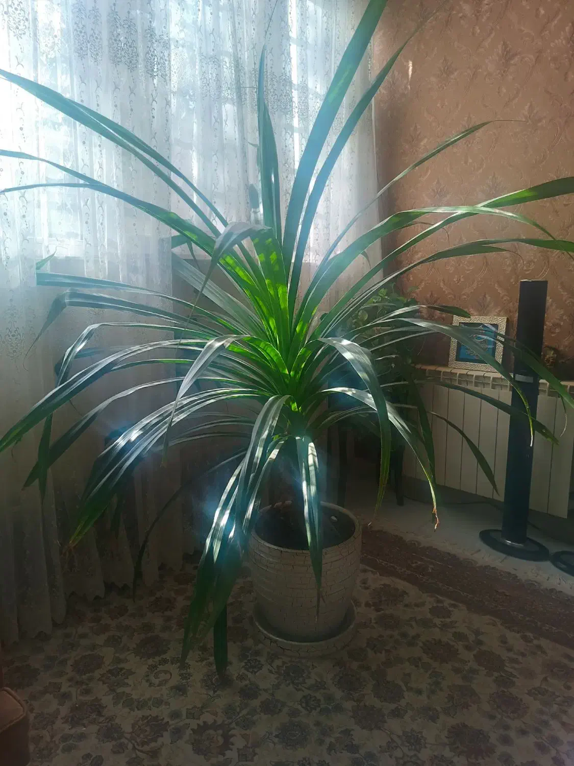 گل طبیعی|گل و گیاه طبیعی|هشتگرد, شهرک گلها|دیوار