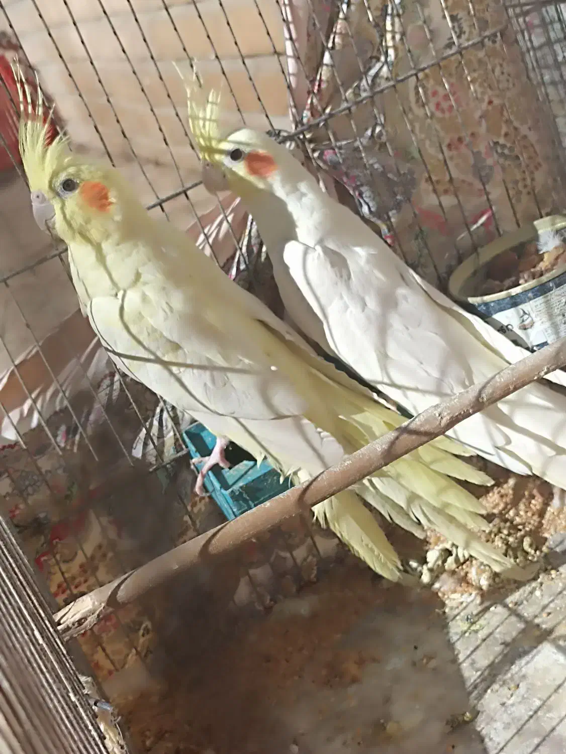 یک جفت عروس هلندی لوتینو|پرنده|مهدی شهر, |دیوار