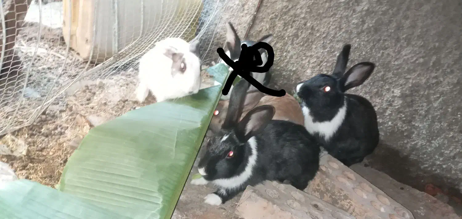 خرگوش|موش و خرگوش|آق قلا, |دیوار