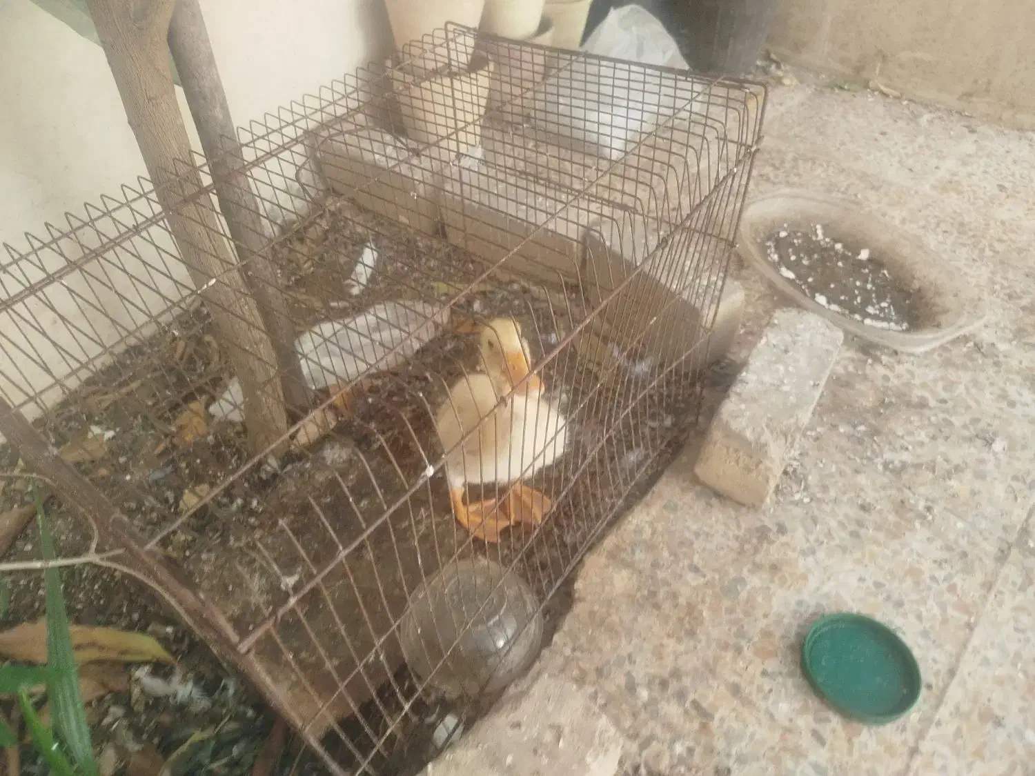 جوجه اردک|پرنده|شیراز, نیستان|دیوار
