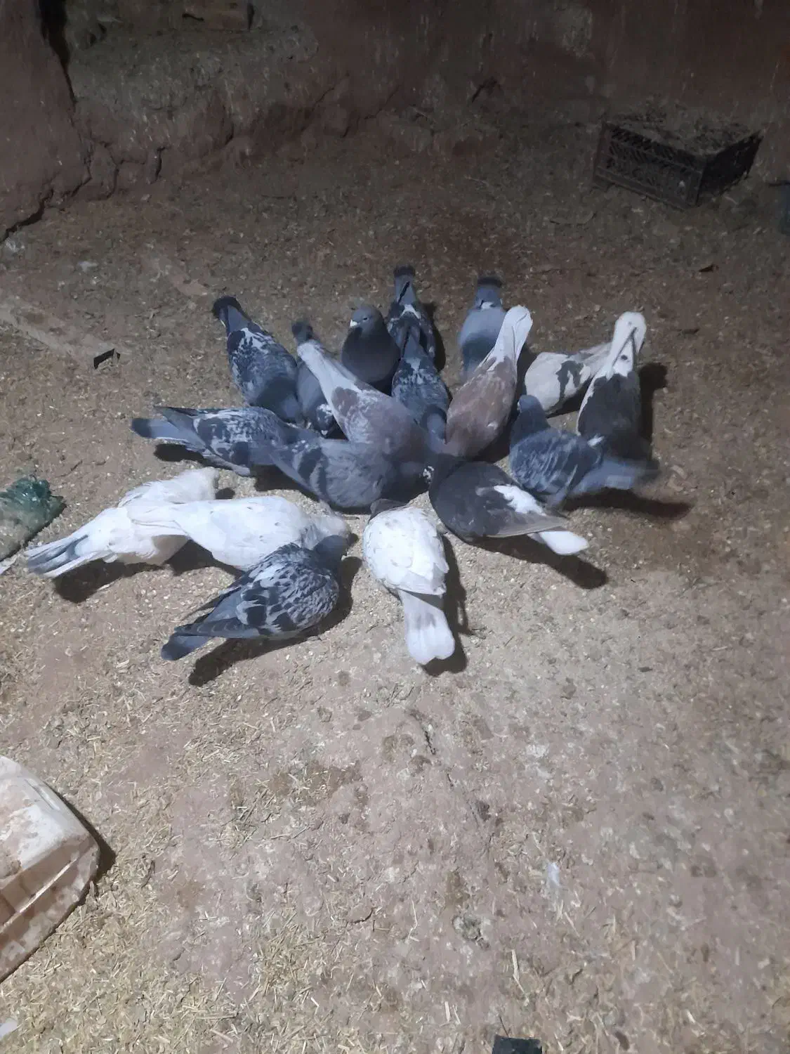 کبوتر|پرنده|مشکان, |دیوار