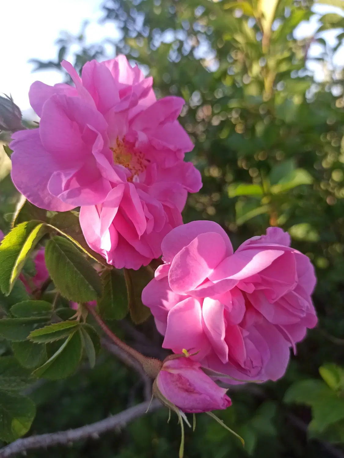 گل و غنچه|گل و گیاه طبیعی|خمین, |دیوار