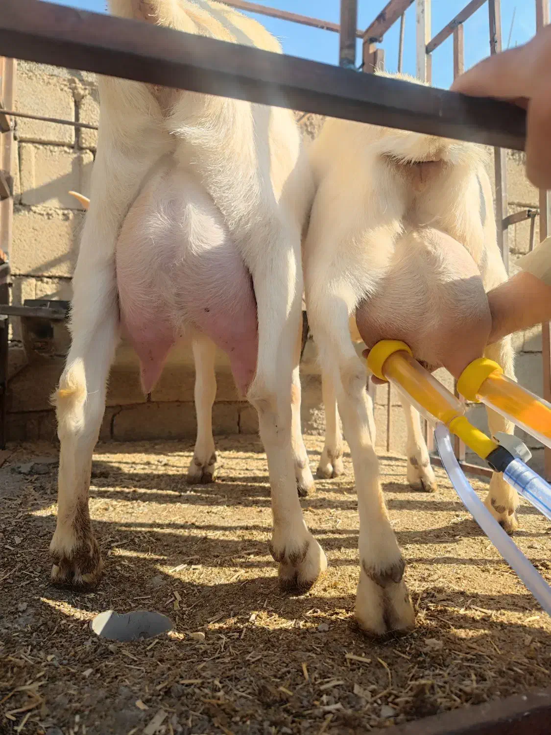 فروش فوری تعداد محدود بز سانن پرتولید|حیوانات مزرعه|بانش, |دیوار