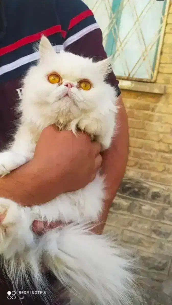 گربه ماده پرشین عروسکی|گربه|کرج, عظیمیه|دیوار