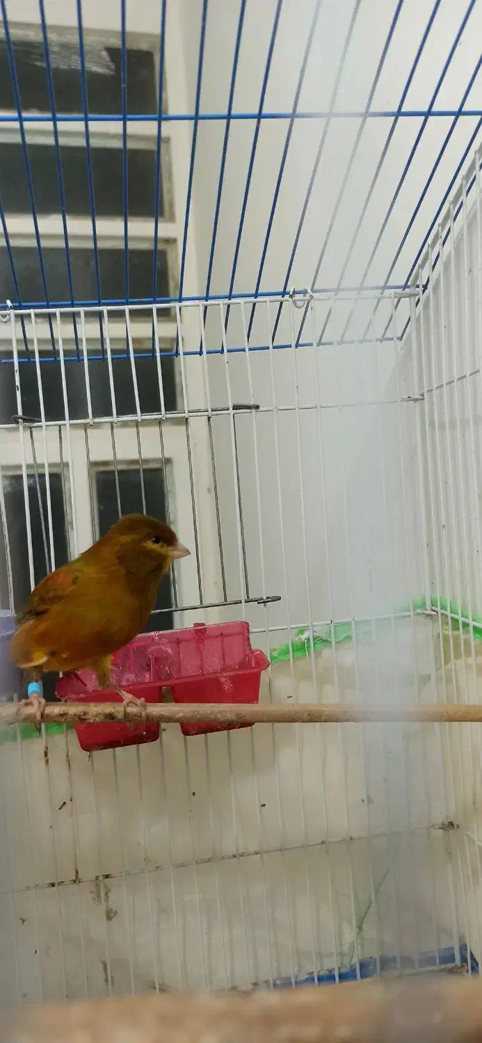 قناری نر|پرنده|بوشهر, |دیوار