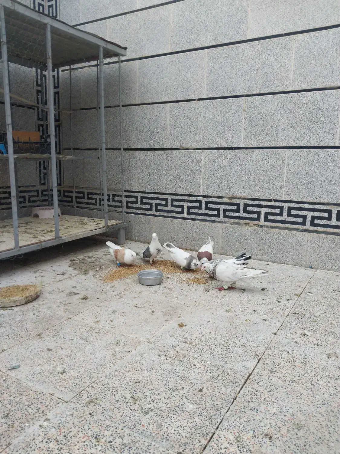 کبوتر|پرنده|اندیمشک, |دیوار