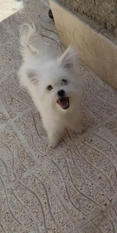 واگذاری سگ پامر و شیتزو|سگ|مرودشت, ابوذر جنوبی|دیوار