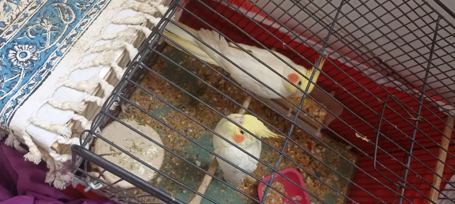 عروس هلندی با تخم|پرنده|شوشتر, |دیوار