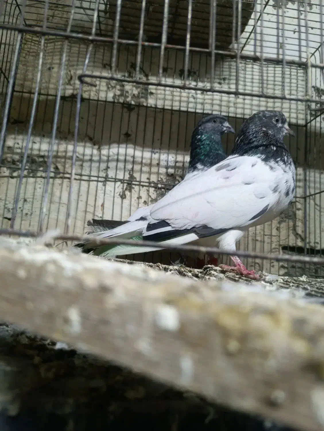 کبوتر|پرنده|بیستون, |دیوار