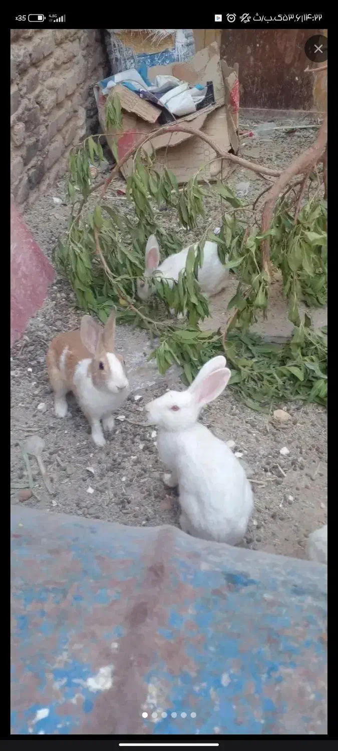 حرگوش ماده سفید 4تا فروش فوری|موش و خرگوش|زابل, |دیوار