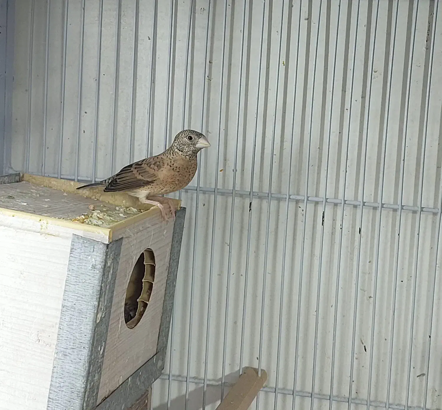 فنچ گلوبریده ماده بالغ. دو عدد|پرنده|اصفهان, برازنده|دیوار