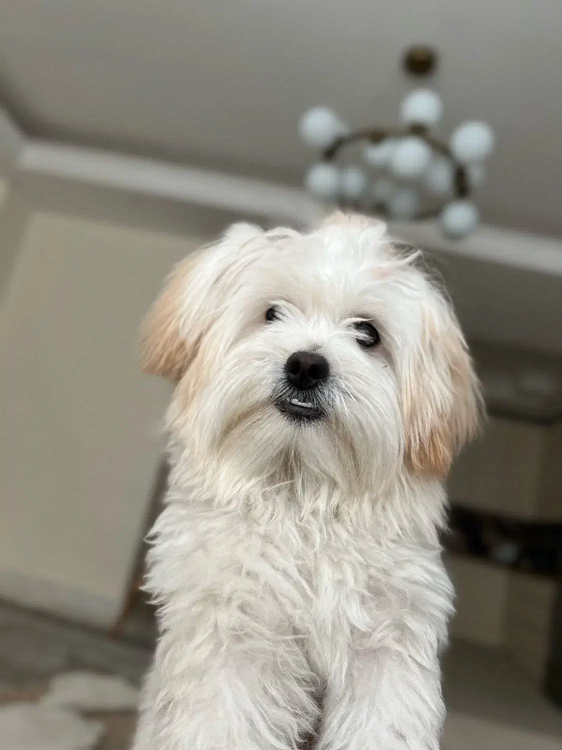 واگذاری سگ|سگ|نسیمشهر, |دیوار