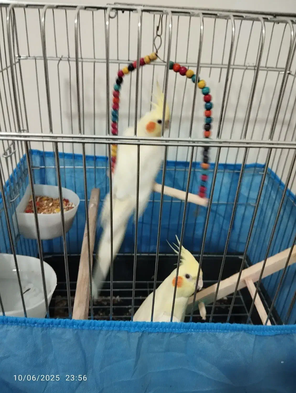 عروس هلندی|پرنده|هشتگرد, فاز ۳ مهستان|دیوار