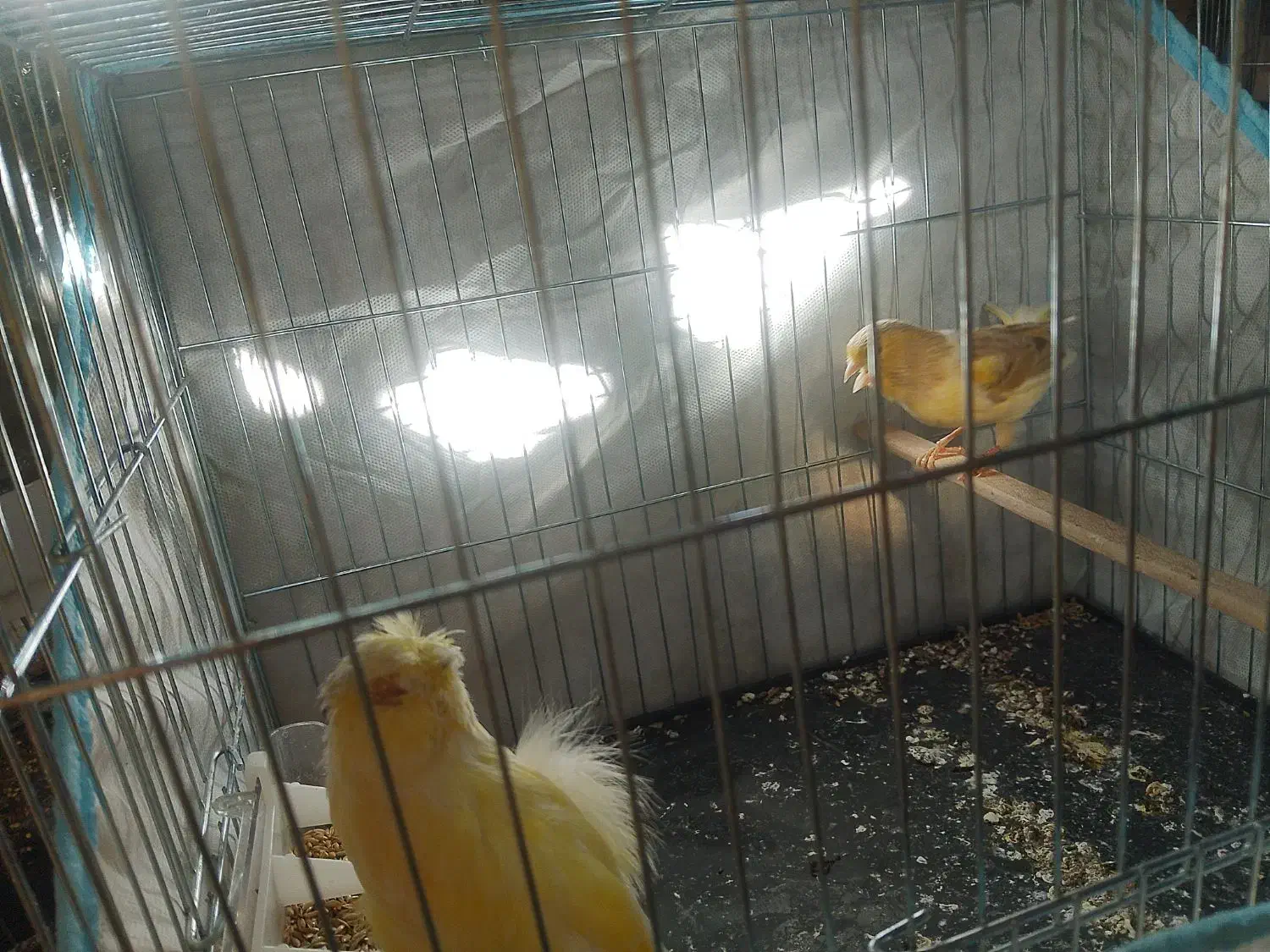 قناری حلقه به پا علی زاده|پرنده|اسلامشهر, شهرک امام حسین (میان آباد)|دیوار