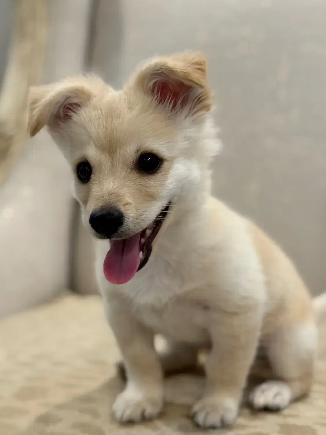 واگذاری سگ  پامر اشپیتز واکسناسیون انگل زدایی شده|سگ|ری, علایین|دیوار