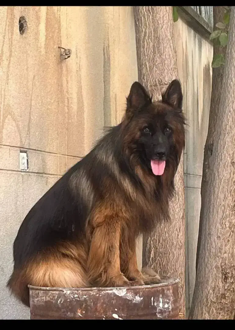 فروش سگ ژرمن کلاس a ماده 18ماهه|سگ|جیرفت, |دیوار