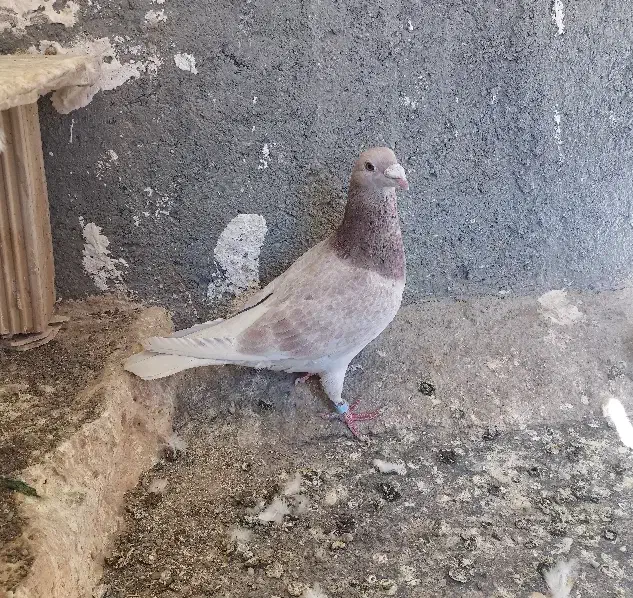 کفتر المانی نر مسافتی|پرنده|مشهد, شهرک رازی (شهرک غرب)|دیوار