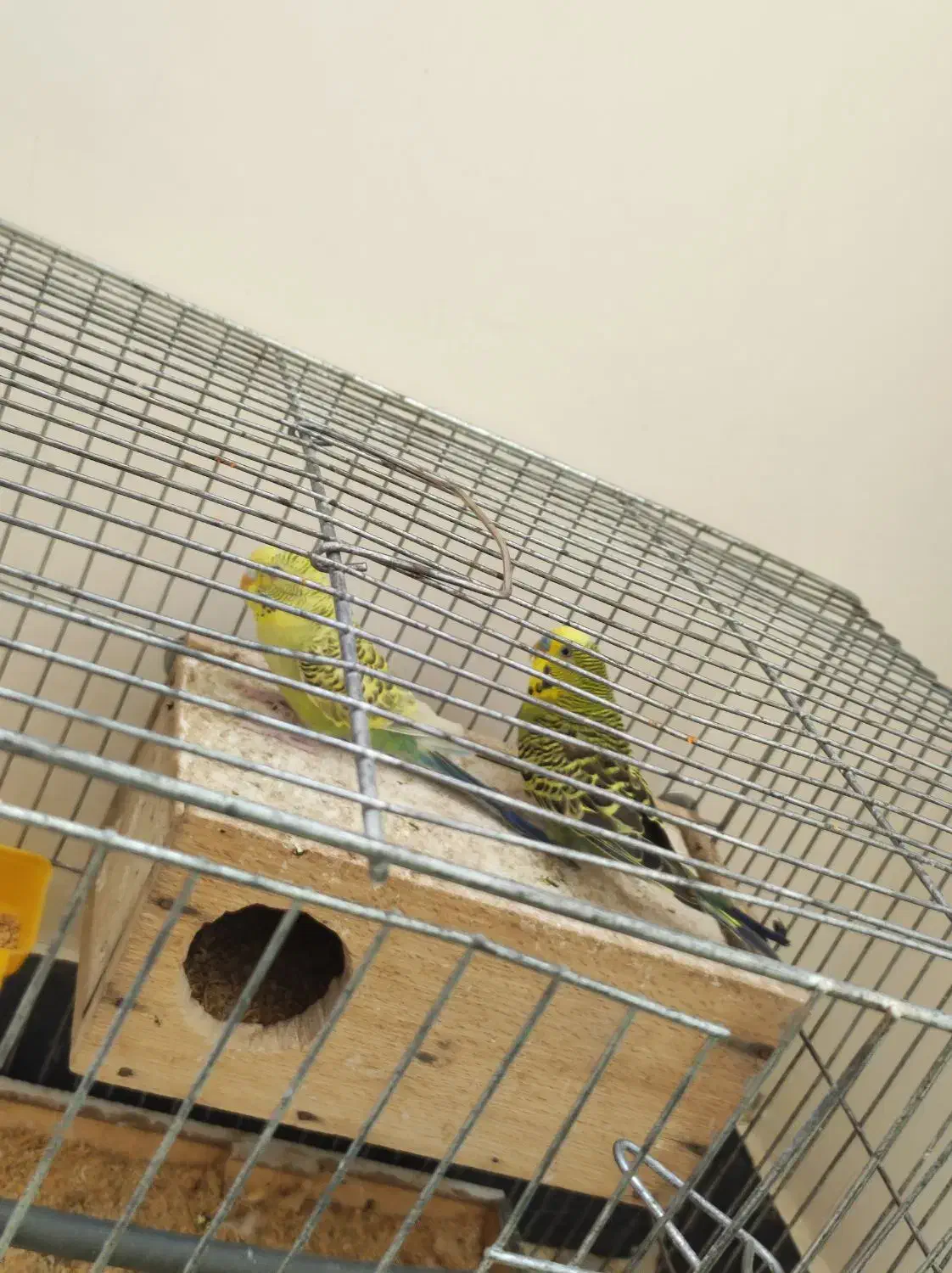 مرغ عشق گمشده|حیوانات|لادیز, |دیوار