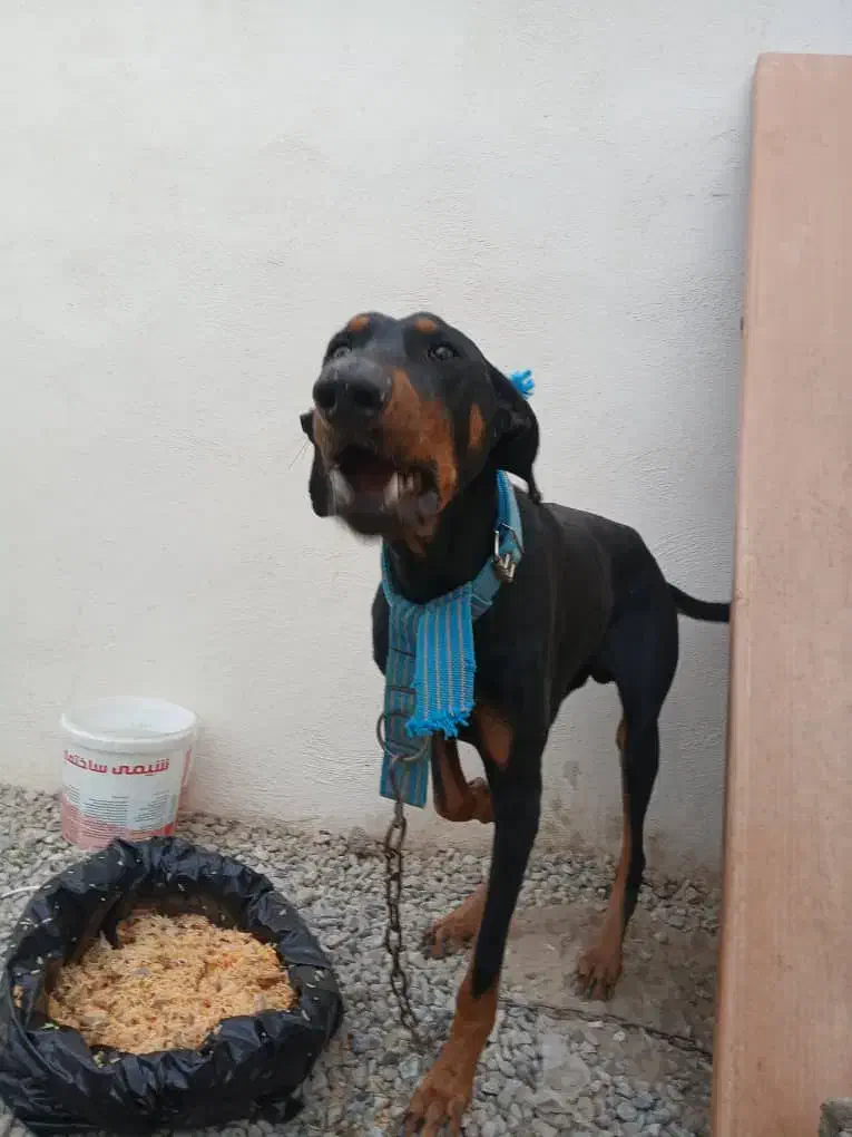 سگ دوبرمن|سگ|کرج, ملکآباد|دیوار