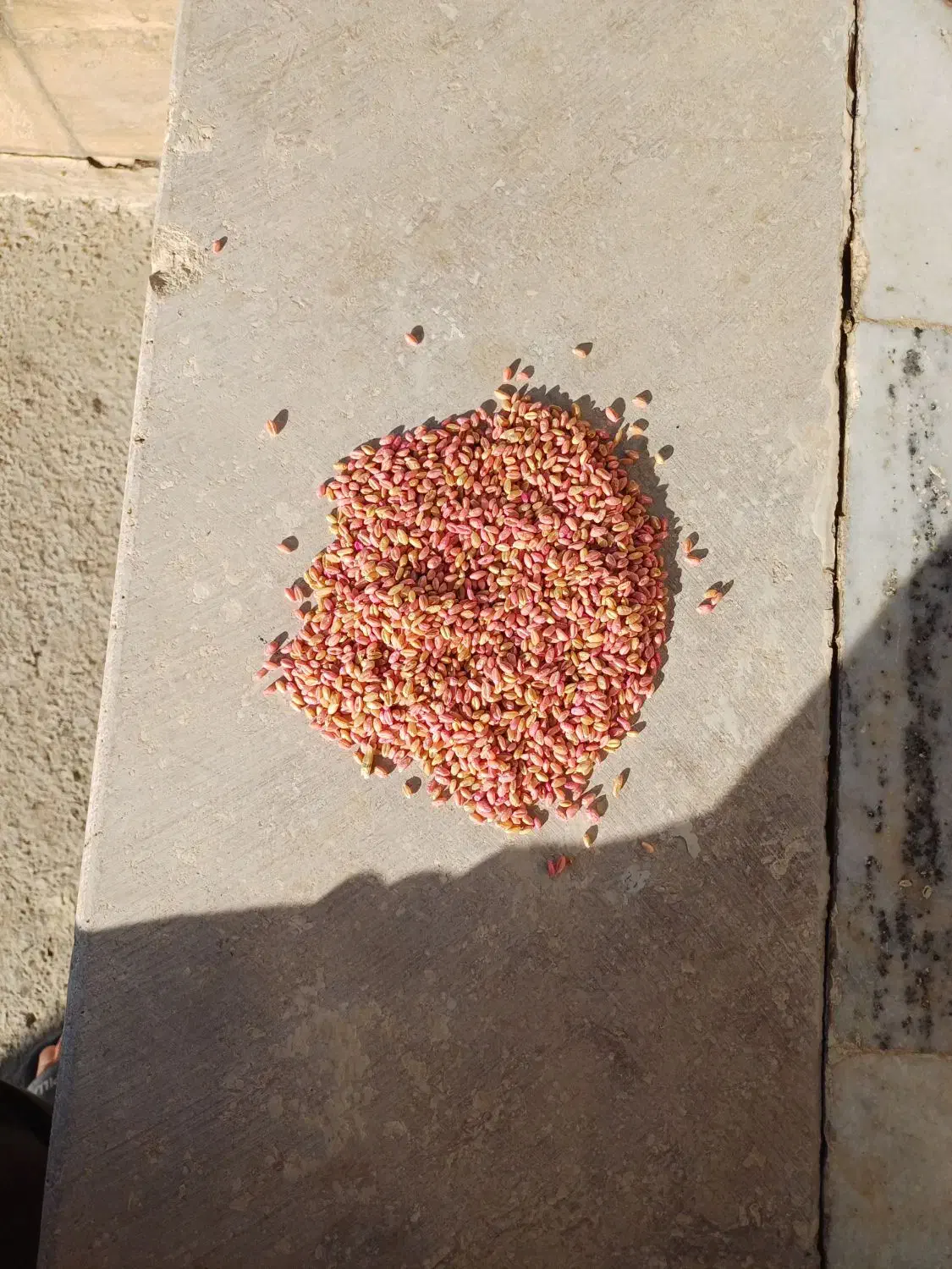 بذرگندمآبیمادرپیشگام|عمدهفروشی|سجاس رود, |دیوار