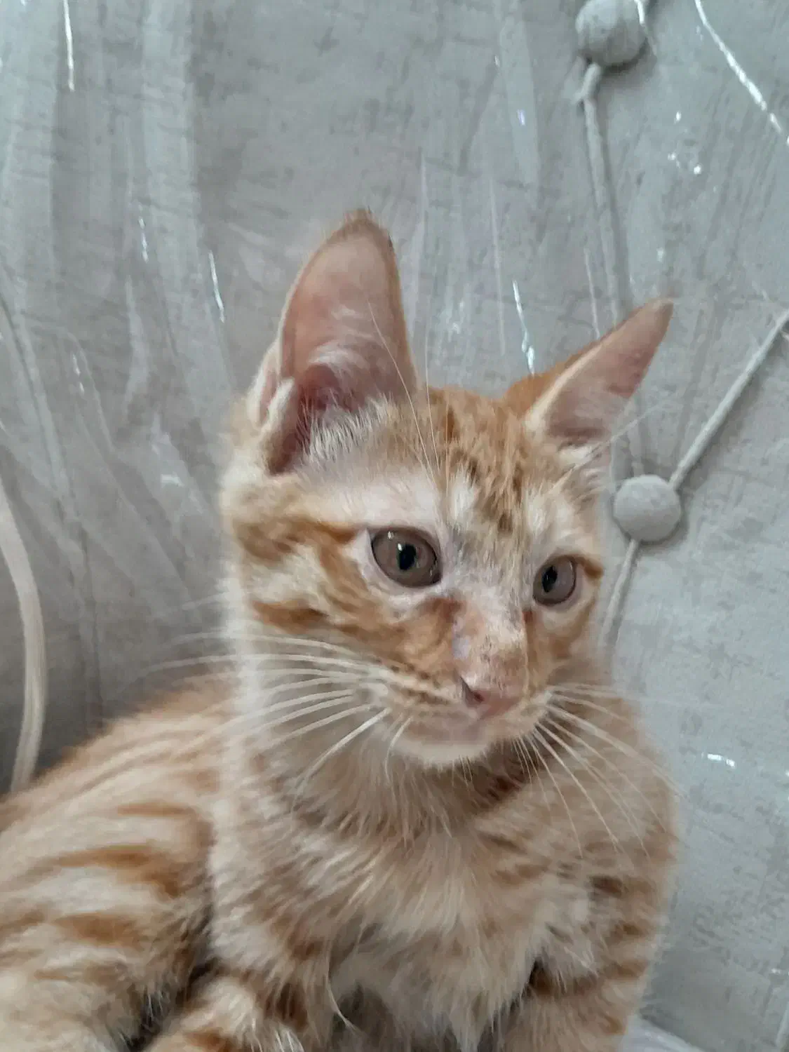 ۲ماه نیم بصورت رایگان|گربه|تهران, کیانشهر|دیوار