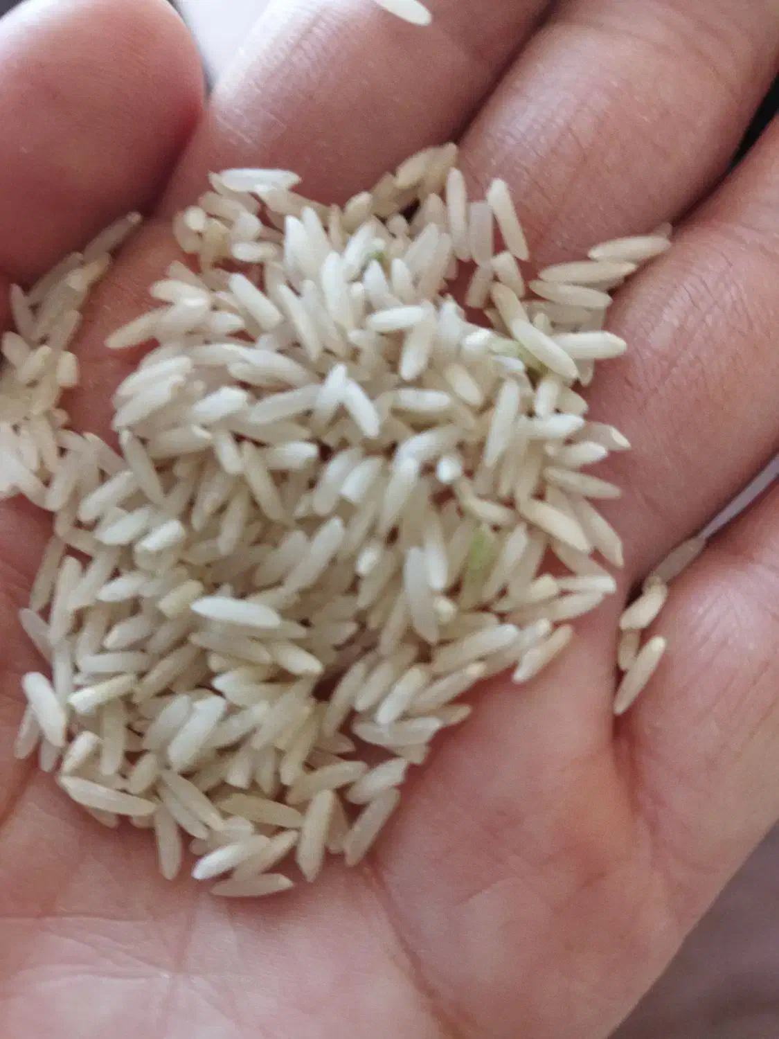 برنج ضیغمی درجه یک.        3کیلو 700 نیم دانه120|خوردنی و آشامیدنی|ایلام, |دیوار
