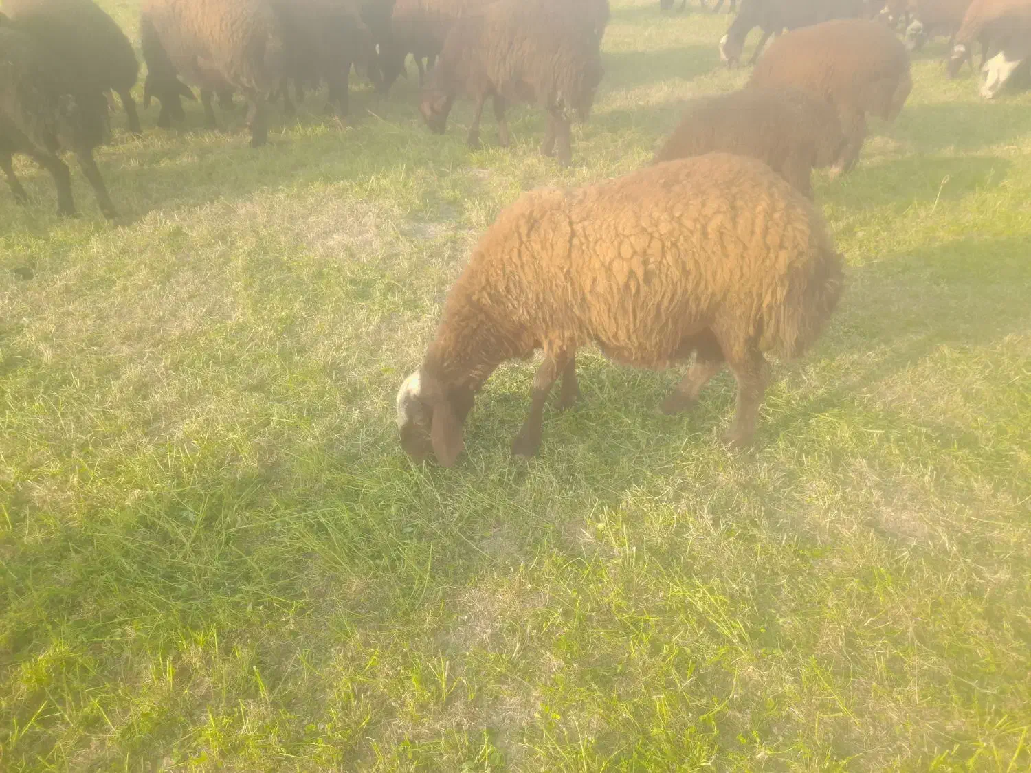 بره ماده چاق وقوچ3شیره جنس|حیوانات مزرعه|کنگاور, |دیوار