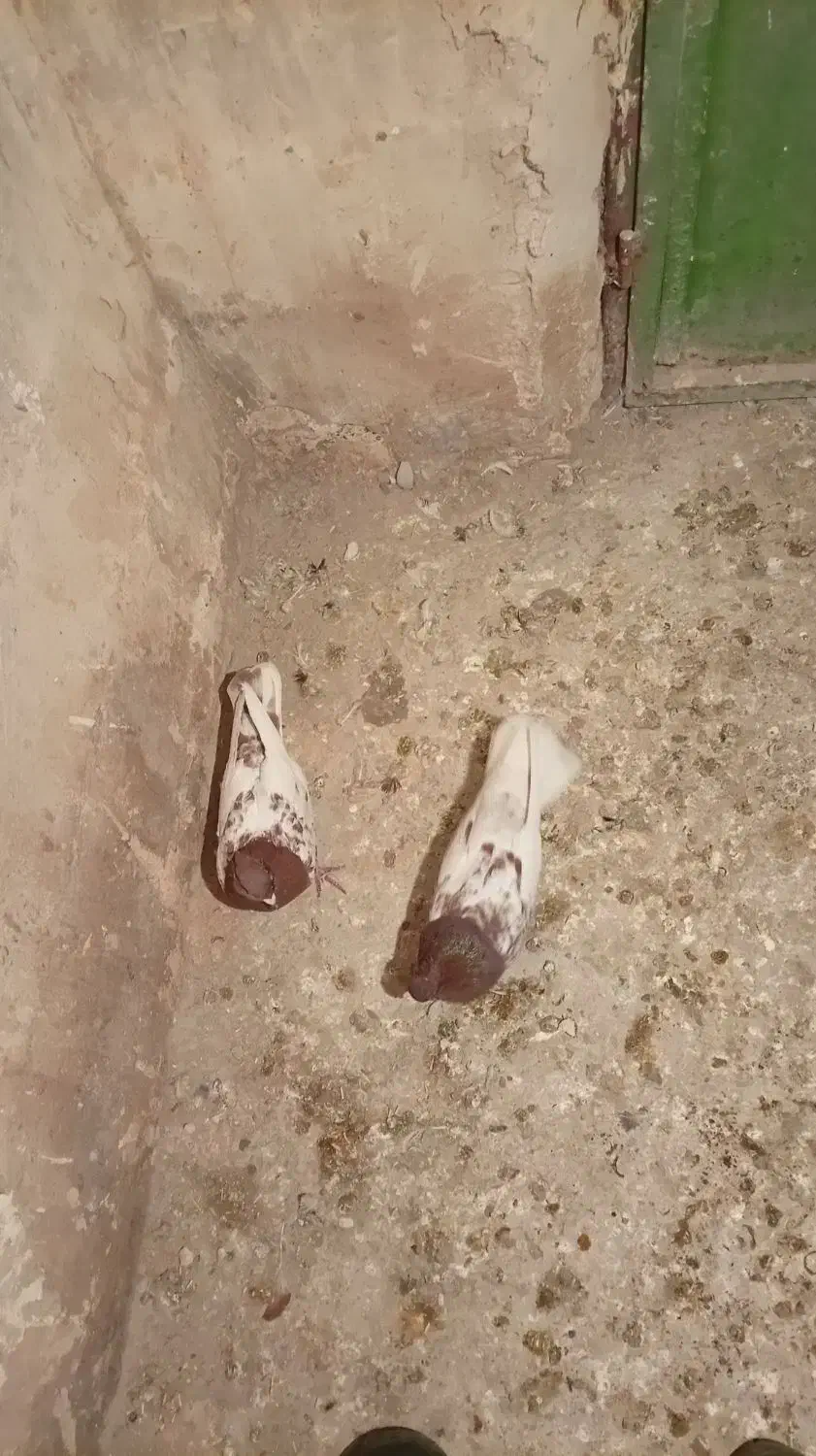 پرنده زدو خوردی ب شرط|پرنده|قزوین, |دیوار