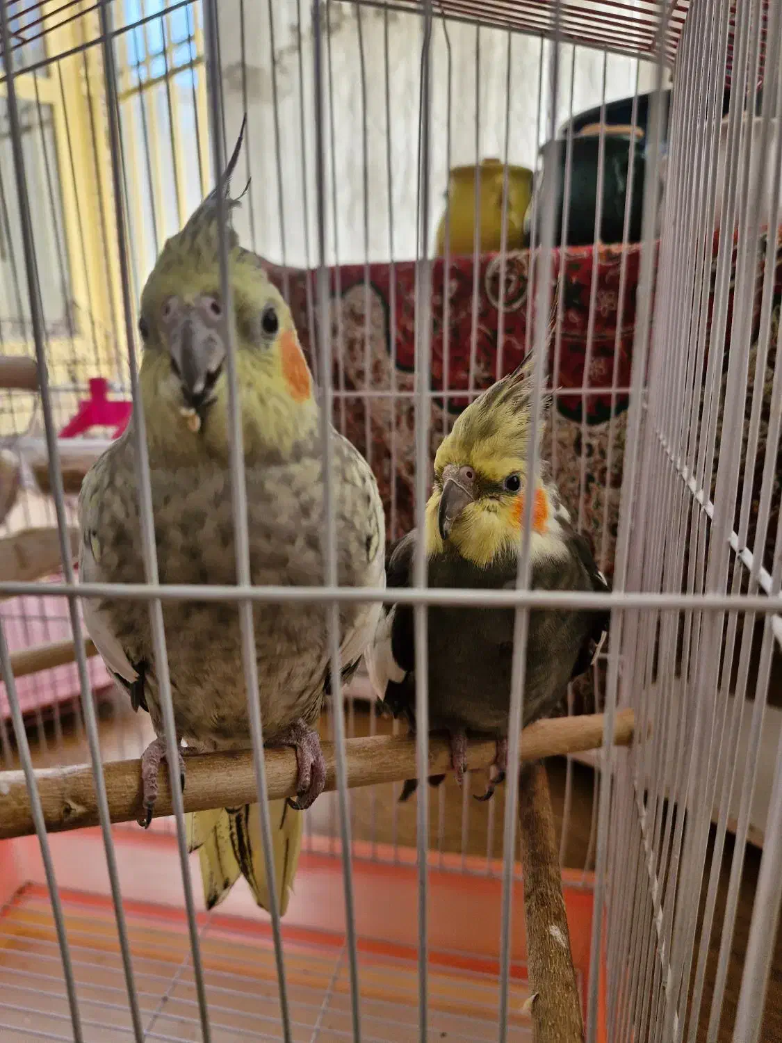 یه جفت عروس هلندی|پرنده|فولادشهر, B4|دیوار